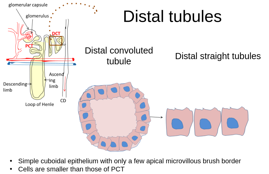 DCT 1